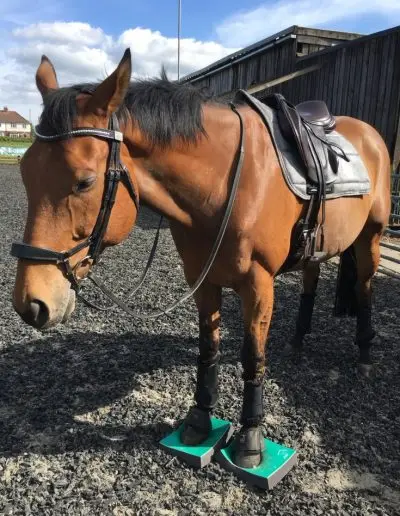 SUREFOOT equine stability programme