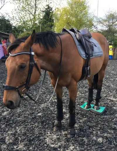 SUREFOOT equine stability programme